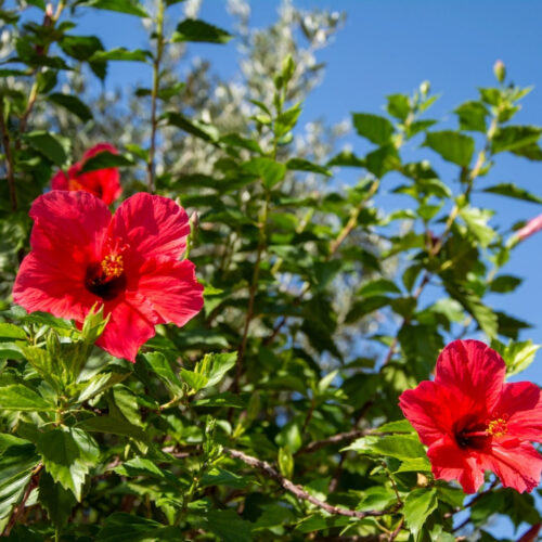 high-quality plants for new landscaping