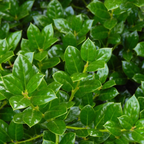 hurricane resistant trees Manatee County