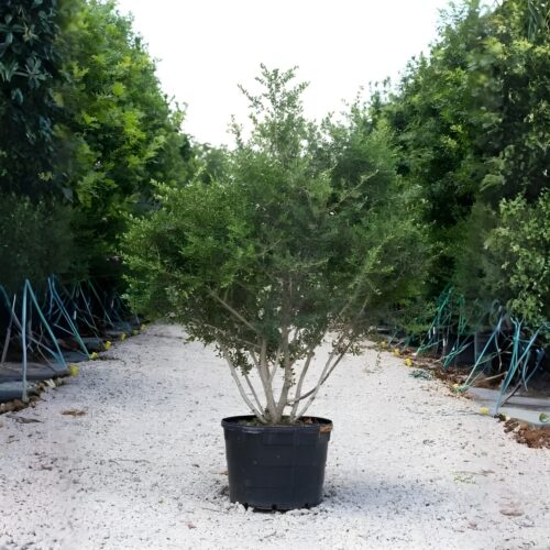 native and Florida-friendly landscaping ideas