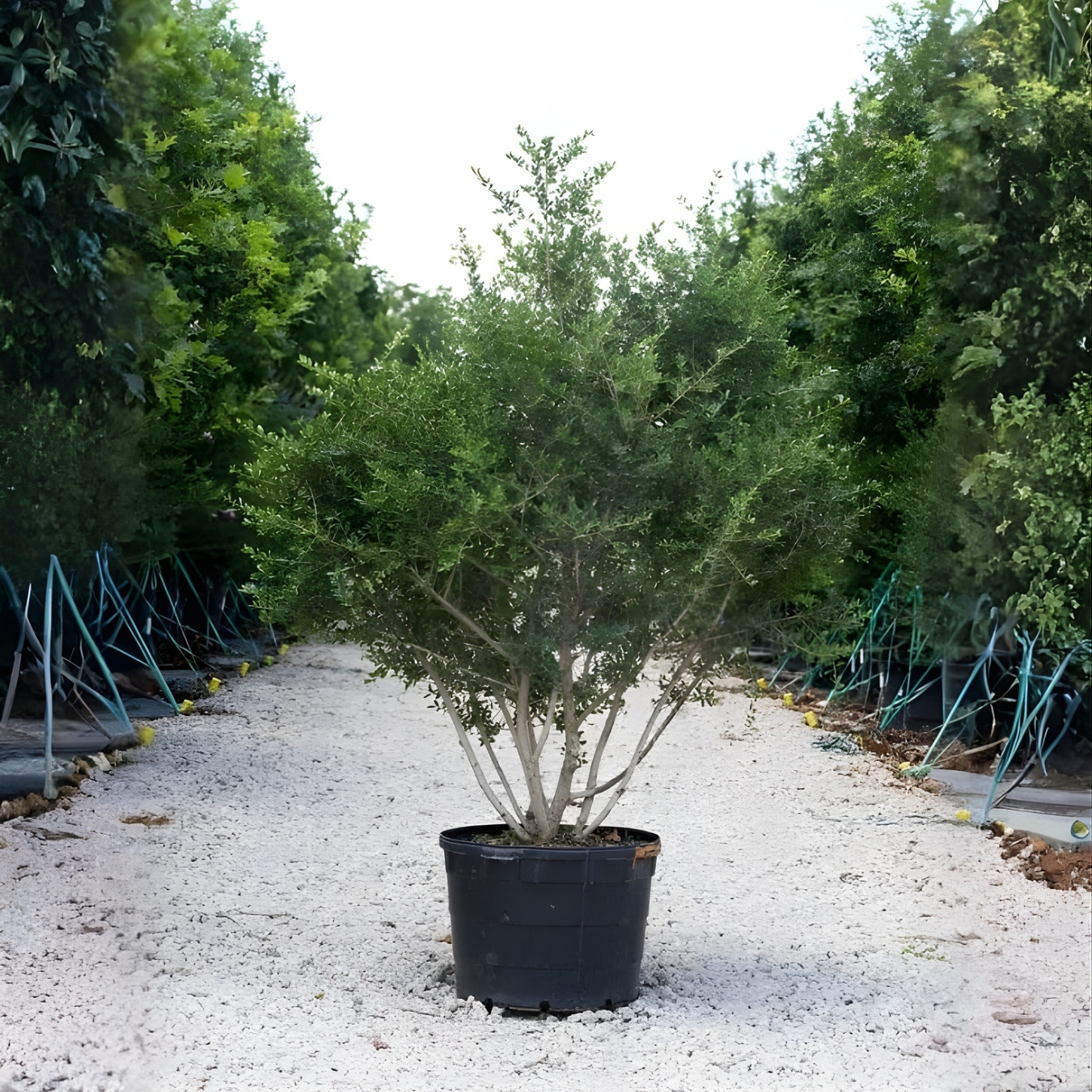 native and Florida-friendly landscaping ideas