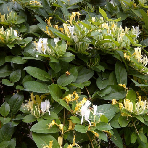 drought tolerant plants for Florida landscaping