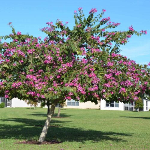 where to buy plants near me