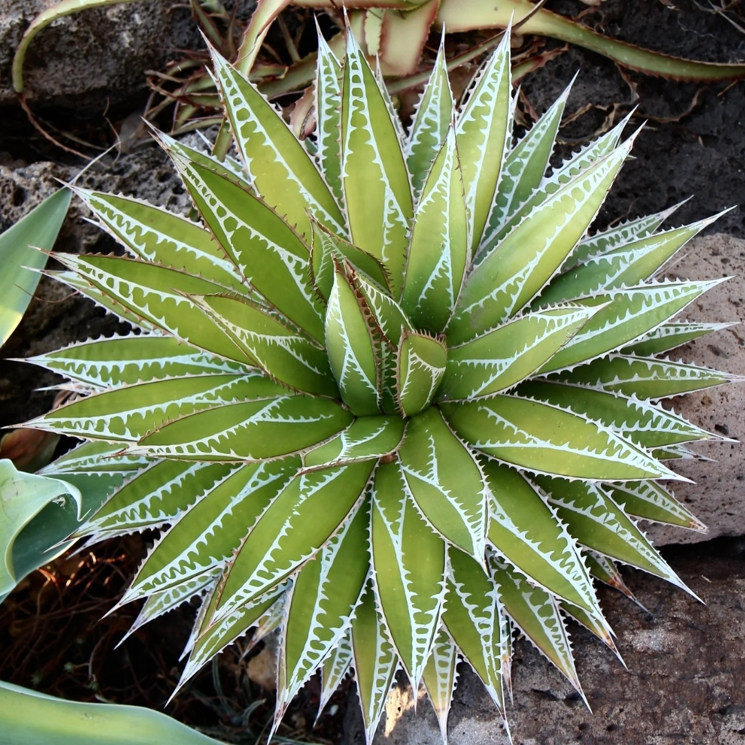 tropical garden center Lakewood Ranch