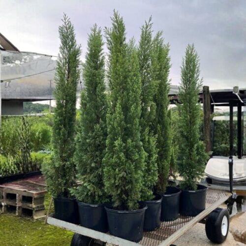 native and Florida-friendly landscaping ideas
