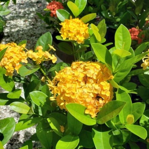 Florida friendly landscaping plants near me