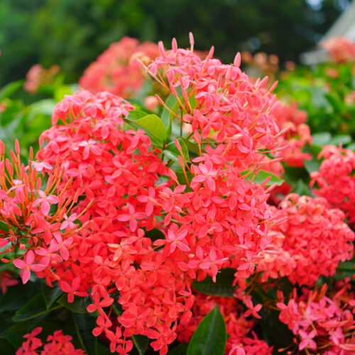garden center delivery services Sarasota