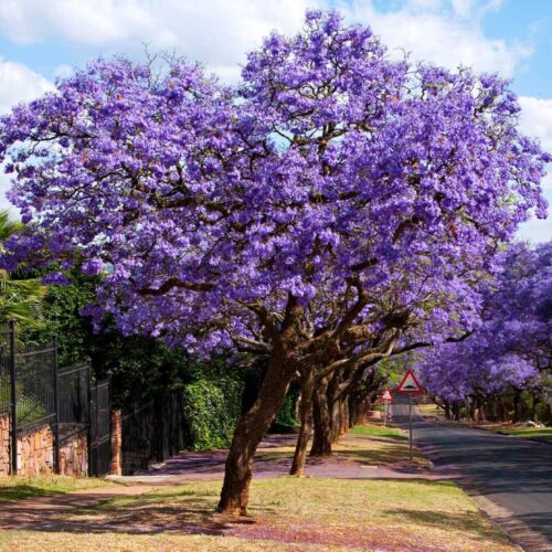 where to buy plants near me