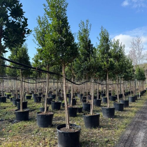 native and Florida-friendly landscaping ideas
