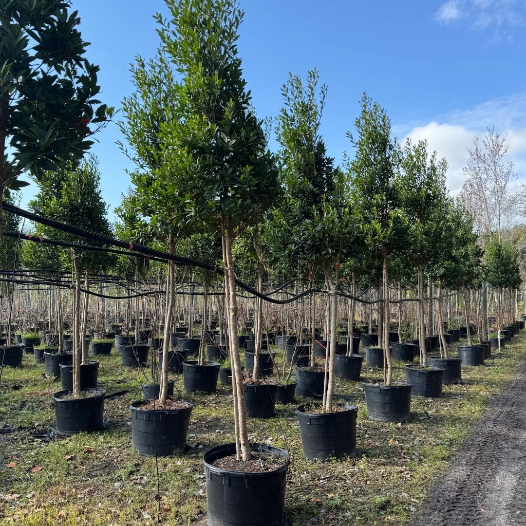 native and Florida-friendly landscaping ideas