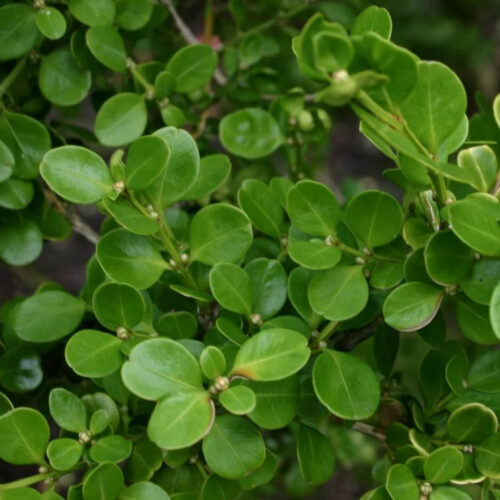 Florida friendly landscaping plants near me