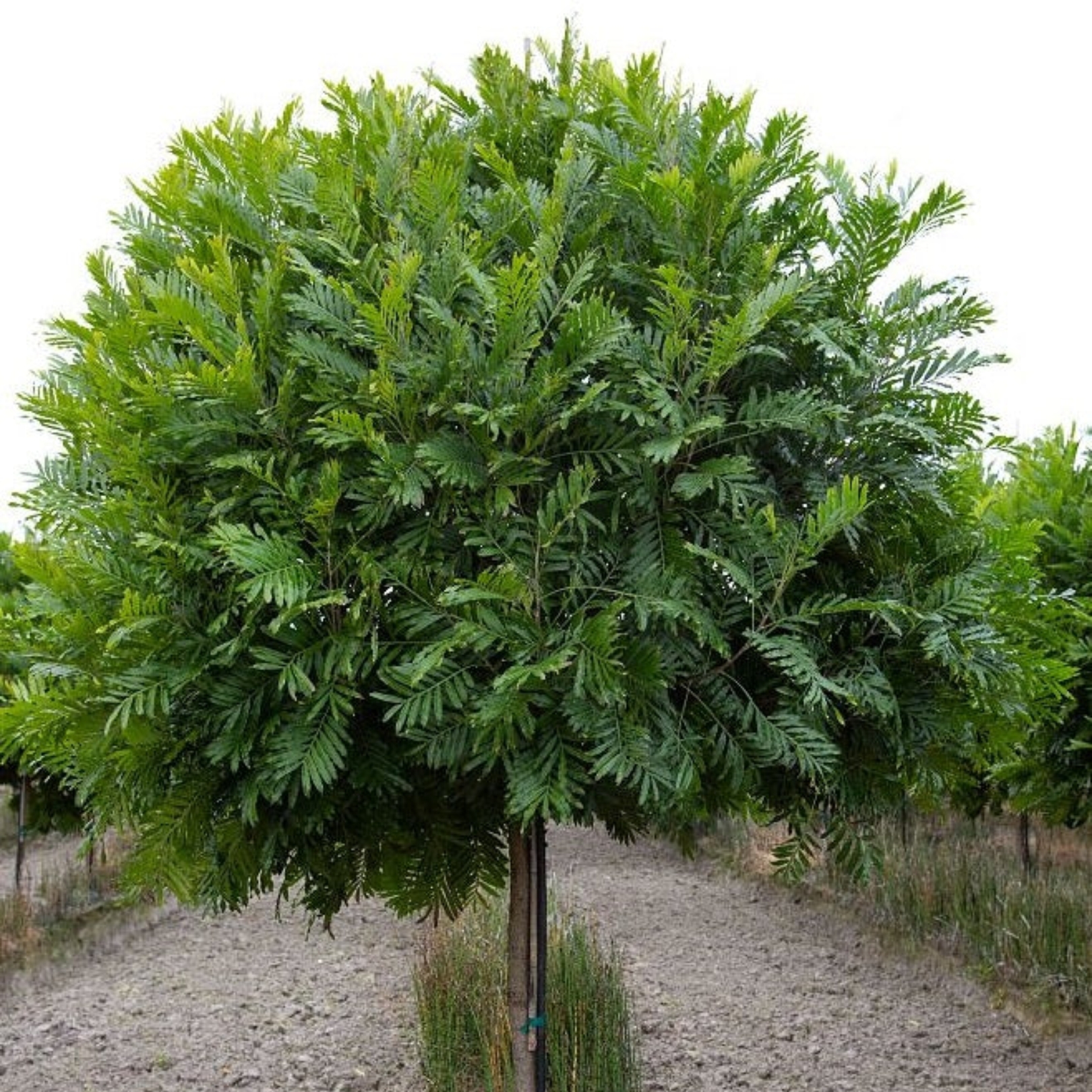 tropical plants for residential landscaping