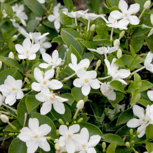 Florida friendly landscaping plants near me