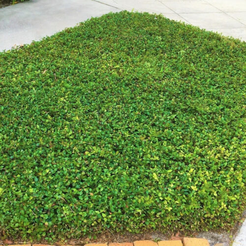 container gardening tropical plants SWFL