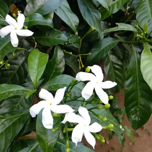 Florida friendly landscaping plants near me