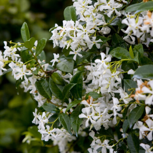 garden center delivery services Sarasota