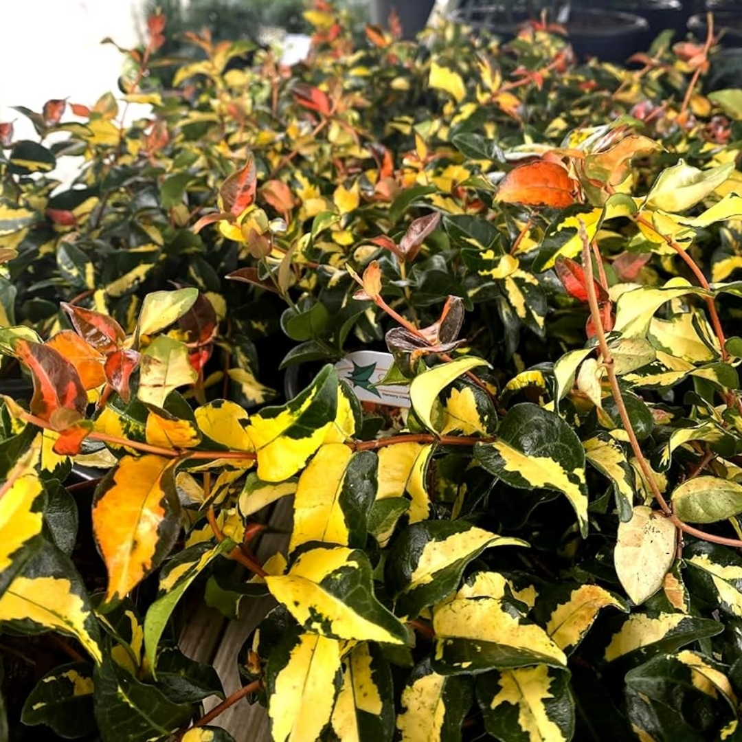container gardening tropical plants SWFL