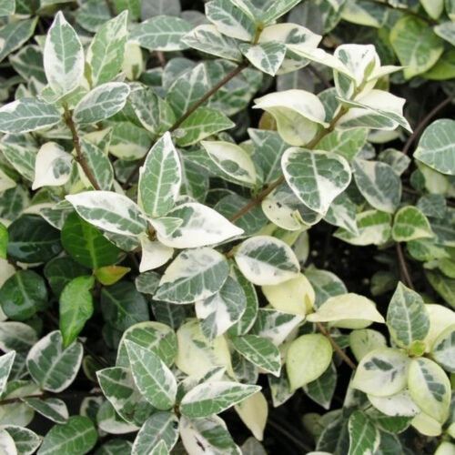 container gardening tropical plants SWFL