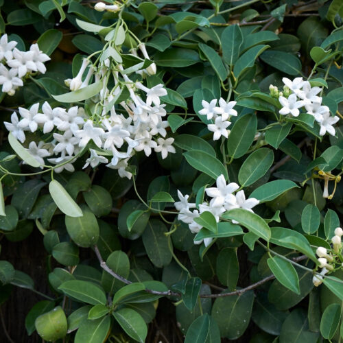 garden center delivery services Sarasota