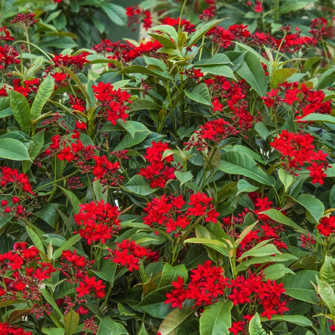 professional plant installation Sarasota