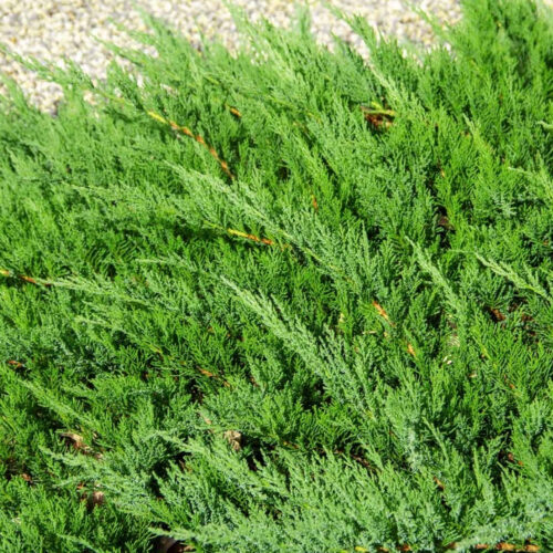 Florida friendly landscaping plants near me