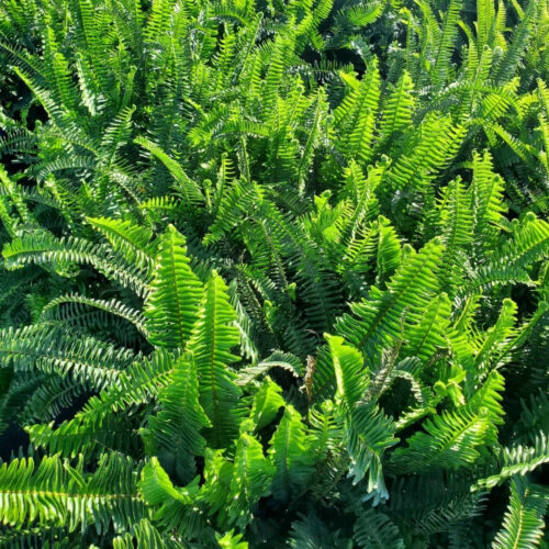 container gardening tropical plants SWFL