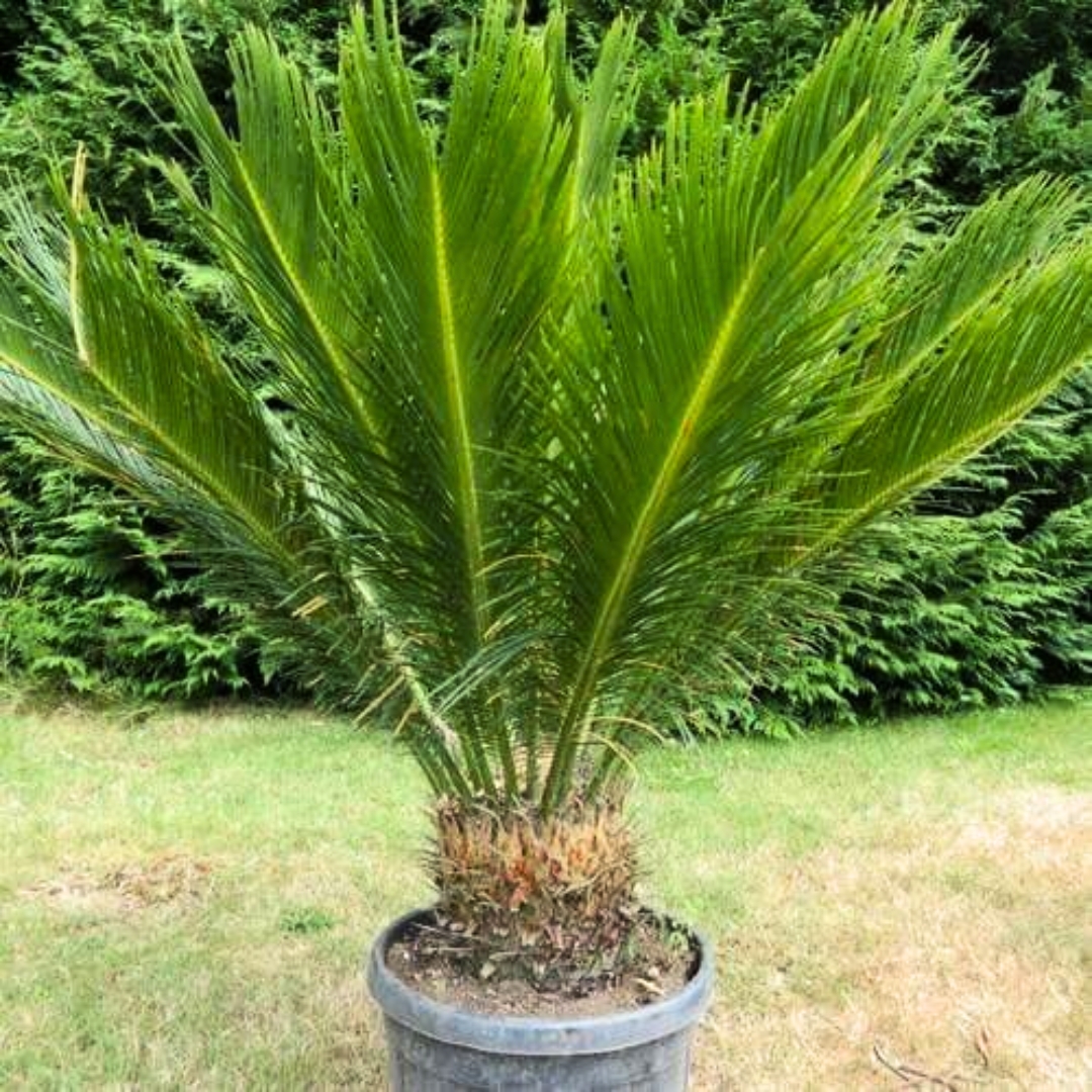 hurricane resistant trees Manatee County