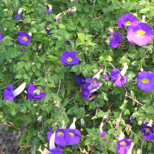 Florida friendly landscaping plants near me