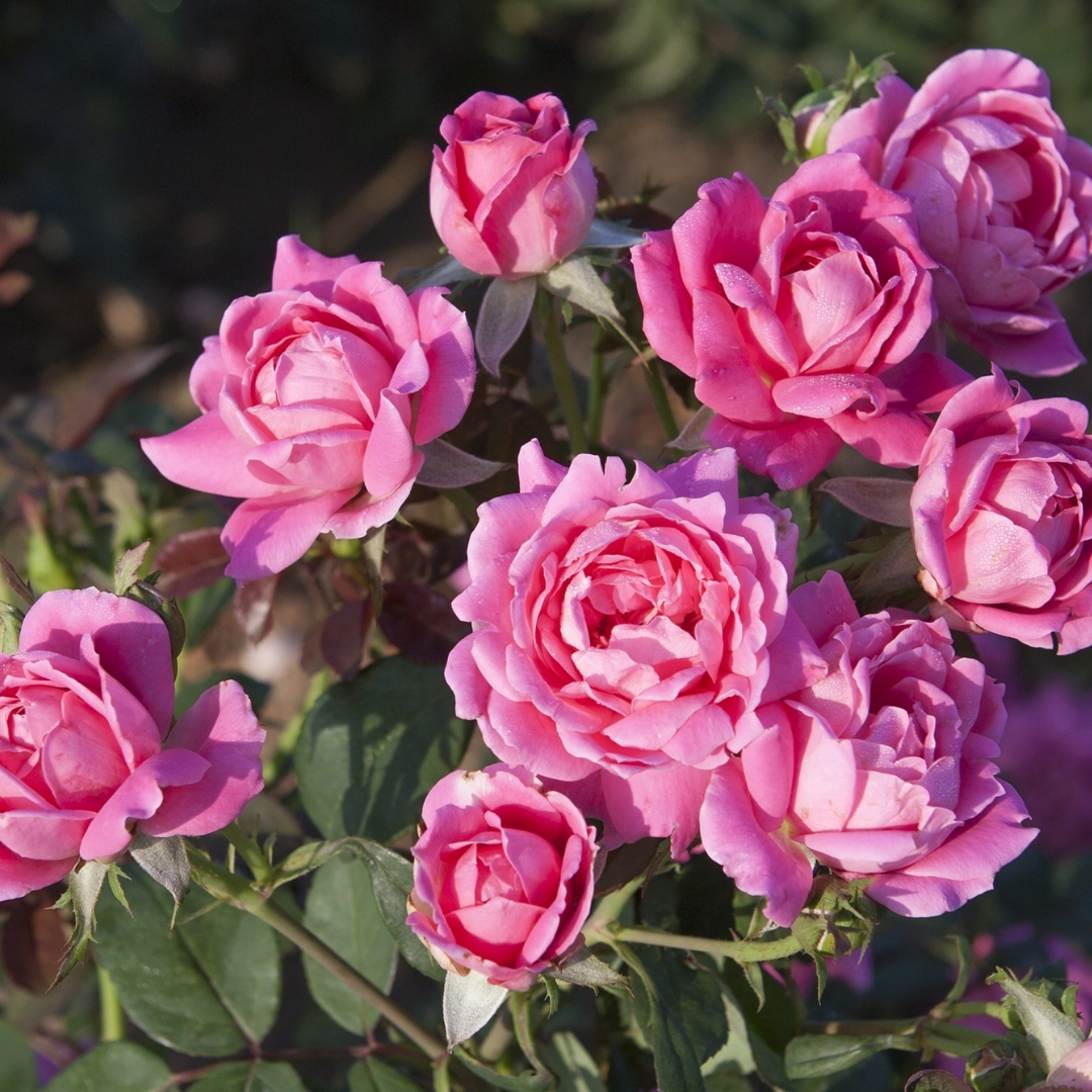 garden center delivery services Sarasota