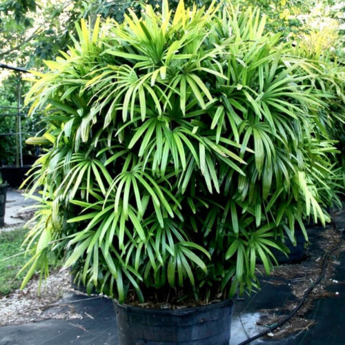 luxury landscape plants for waterfront properties