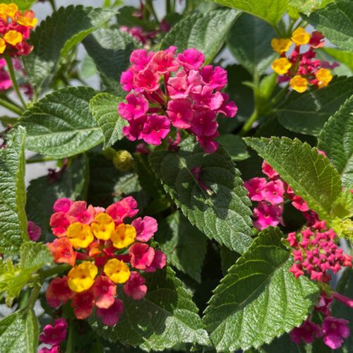 Florida friendly landscaping plants near me