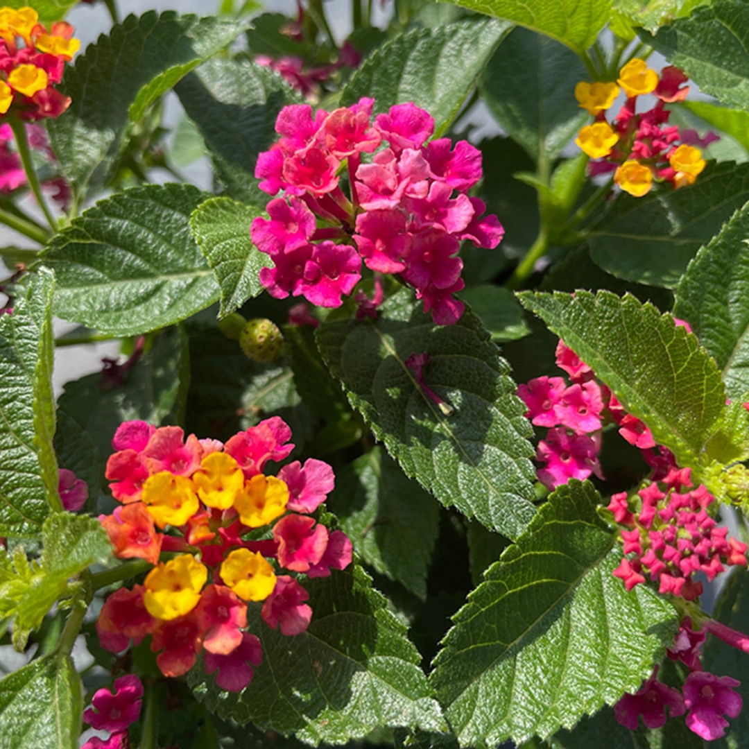 Florida friendly landscaping plants near me