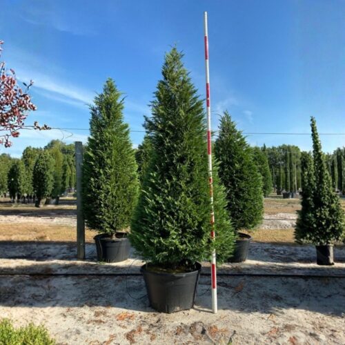 salt tolerant landscaping plants Sarasota