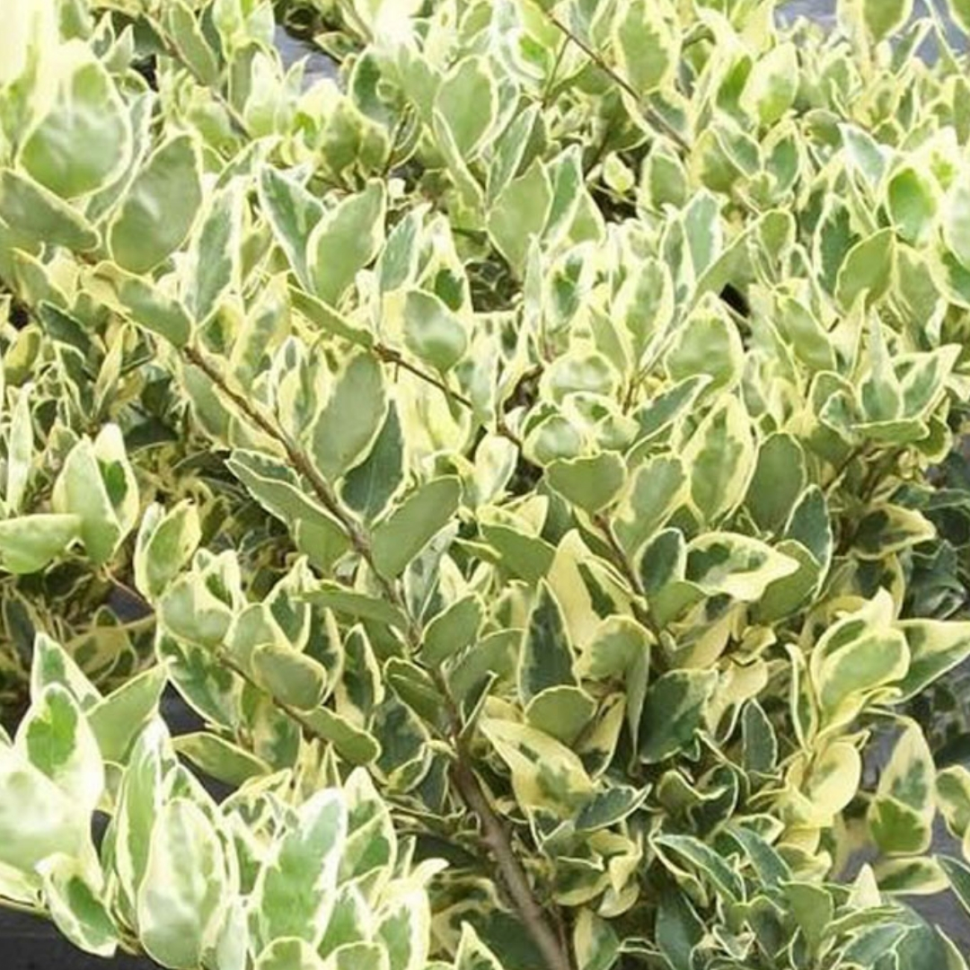 bougainvillea trellis for sale Bradenton