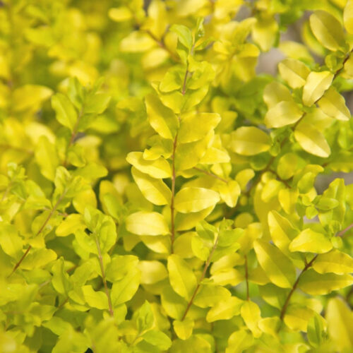 bougainvillea trellis for sale Bradenton