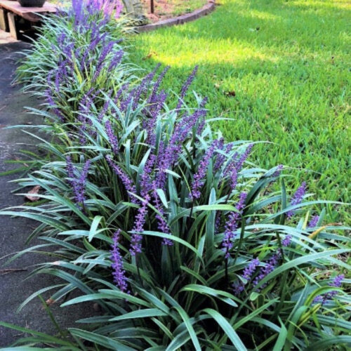 premium landscaping plants near me