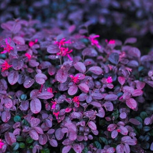bougainvillea trellis for sale Bradenton