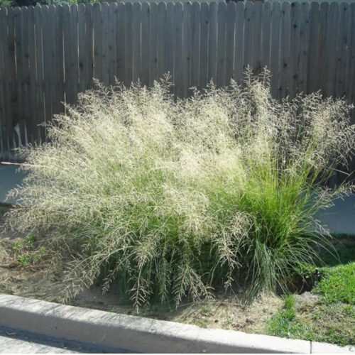 premium landscaping plants near me