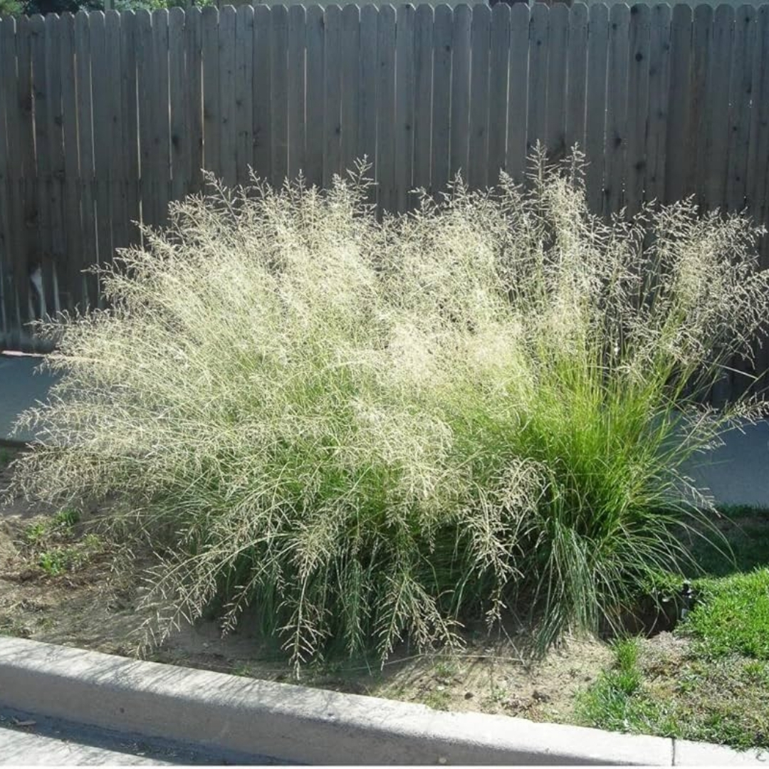 premium landscaping plants near me