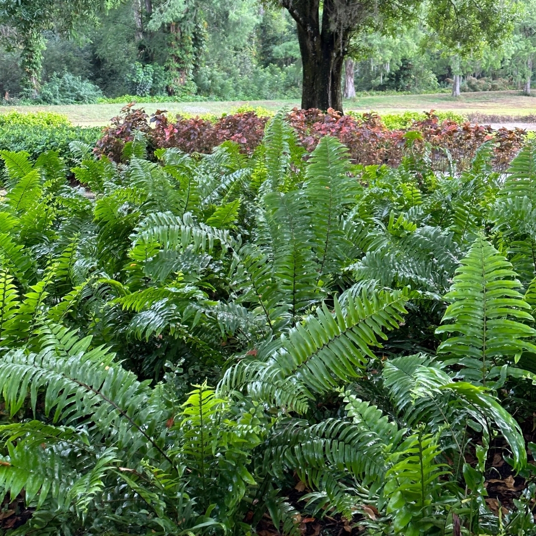 container gardening tropical plants SWFL