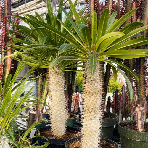 luxury landscape plants for waterfront properties