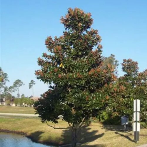 where to buy plants near me