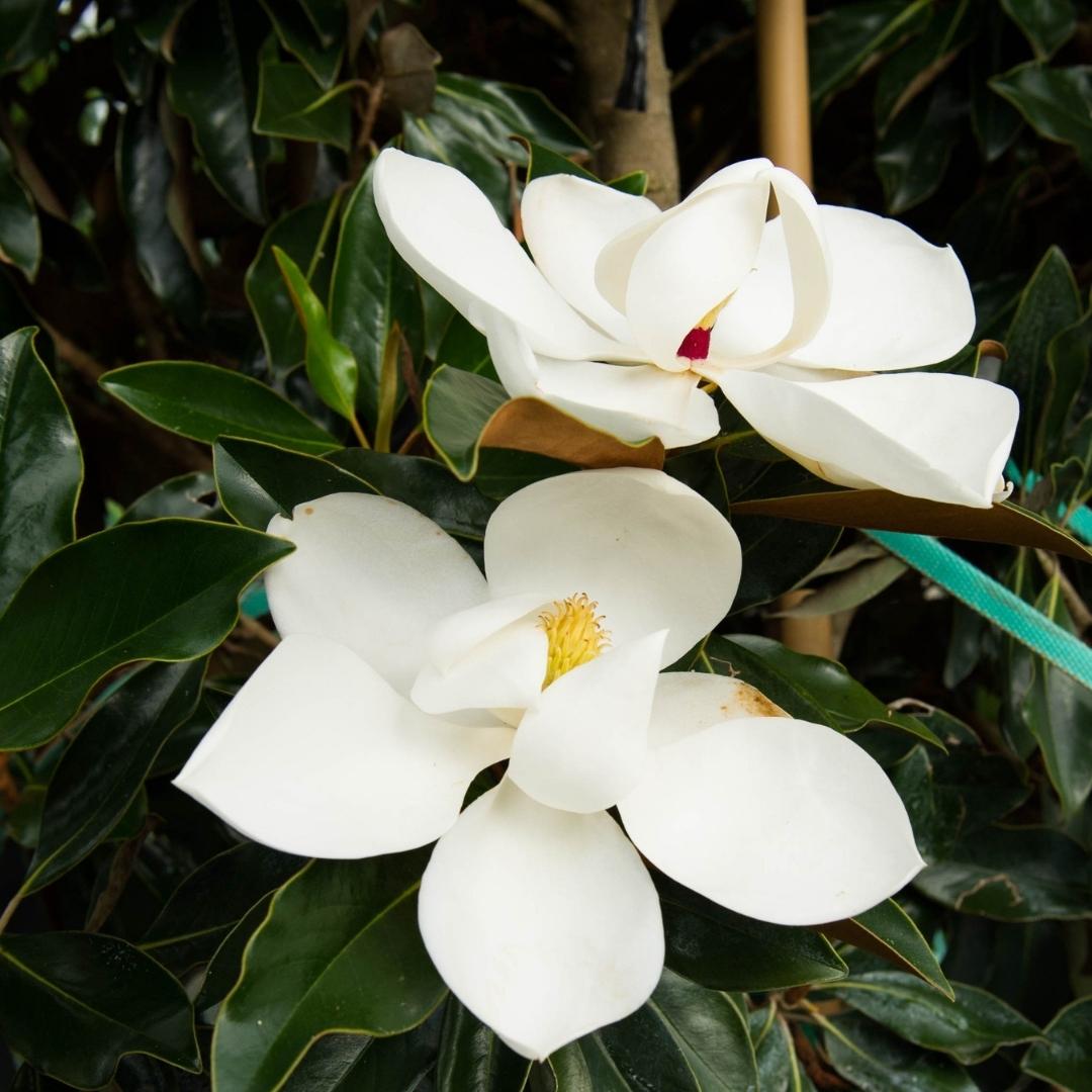 high-quality plants for new landscaping
