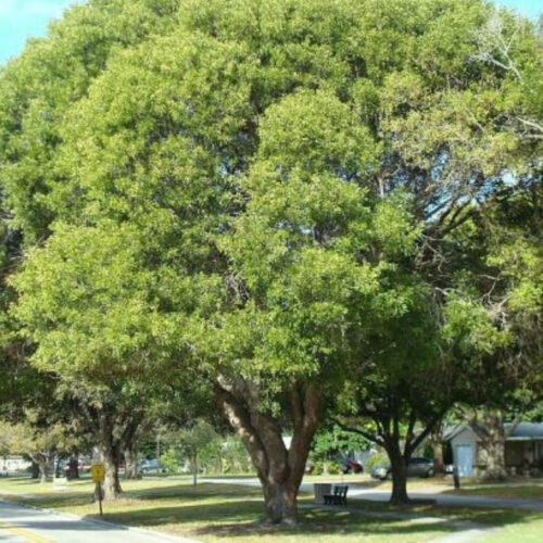 Florida landscape design ideas