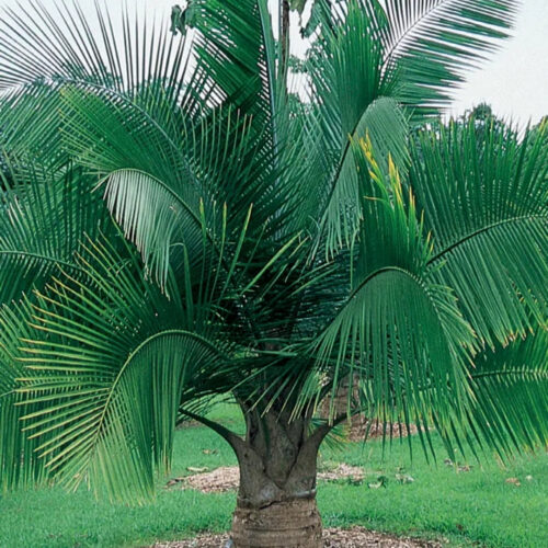 luxury landscape plants for waterfront properties