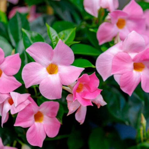 high-quality plants for new landscaping