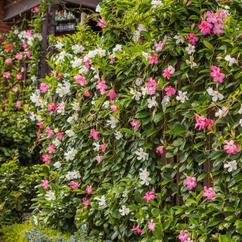 where to buy plants near me