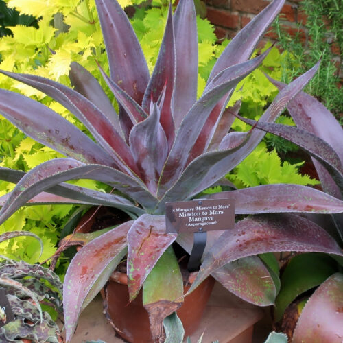 tropical garden center Lakewood Ranch