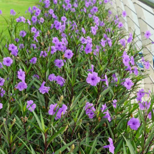 bougainvillea trellis for sale Bradenton