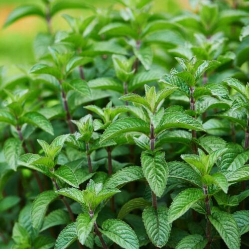 local plant nursery Manatee County