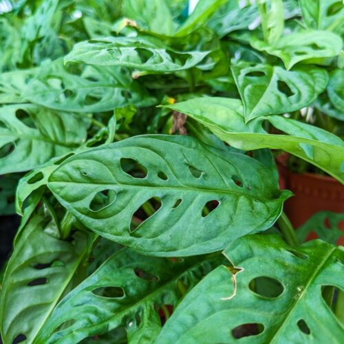 local plant nursery Manatee County
